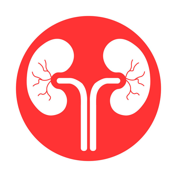 Órganos del cuerpo humano Sistema urinario Anatomía renal - Vector, Imagen