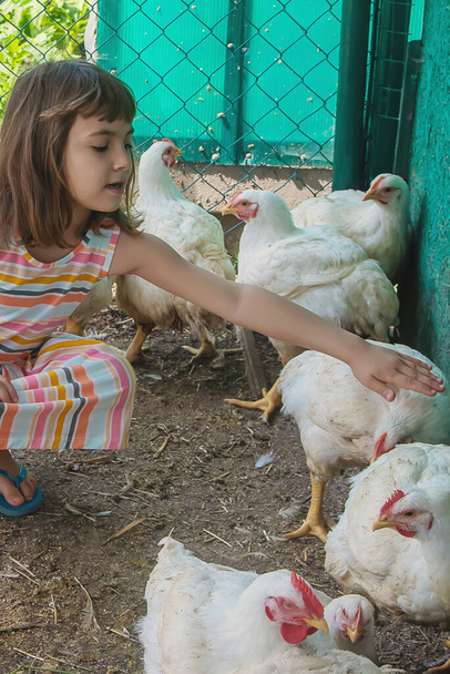 Ένα παιδί σε μια φάρμα με ένα κοτόπουλο. Επιλεκτική εστίαση. - Φωτογραφία, εικόνα