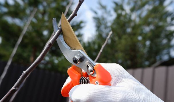 Pruning the garden in early spring. A hand in a working glove with a pruner cuts off the branches of an apple tree. Caring for fruit trees in the garden. - Photo, Image
