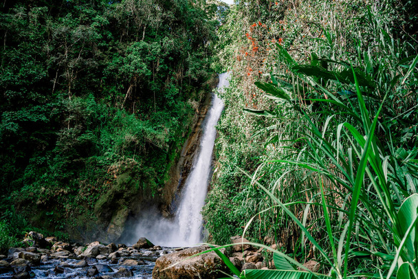 Şelale ve nehir ormanın ortasında. Turrialba, Kosta Rika - Fotoğraf, Görsel