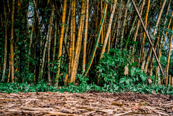 木から落ちた葉で覆われた地面で森の中の竹のログ. Turrialba, コスタリカ - 写真・画像