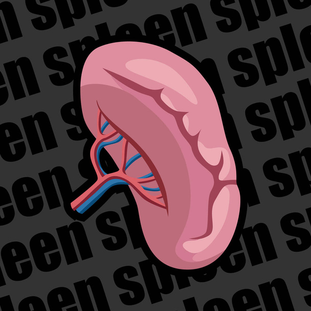 Image of a human organ for medical websites, flyers, posters, and more. Spleen. Vector image. - Vector, Image
