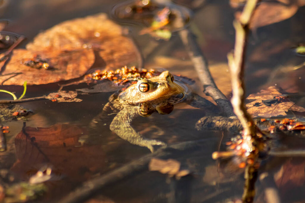 Big brown toad or brown frog warming up in the sun as amphibian and water animal in the wetlands with camouflage in biotope croaking in a lake or pond swimming and diving as wild aquatic species - Photo, Image