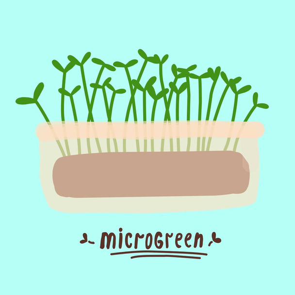 ökológiai zöldségek. mikrozöldek. Egészséges és egészséges étel. Barkácsolás növekszik. Otthoni farm. Házikert. Egy zöldséges kert az ablakpárkányon.. - Vektor, kép