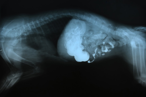 рентгеновское изображение дикого животного
 - Фото, изображение