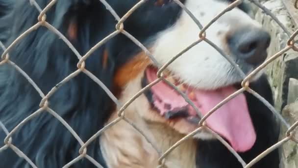 Close-up van een honden mond steekt zijn tong uit en ademt hard. Hondengezicht close-up met zwart-wit vacht. - Video