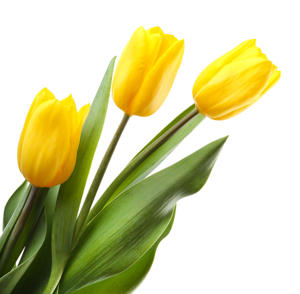 piękne tulipany na białym tle - Zdjęcie, obraz