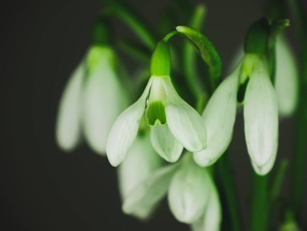 Krásné bílé květy sněhové kapky nebo Galanthus kytice ve váze close-up černé pozadí. Tmavé náladové květinové tapety. Kvetoucí kapky rosy kvetoucích rostlin. Jarní přání k přivítání. Den matek - Fotografie, Obrázek