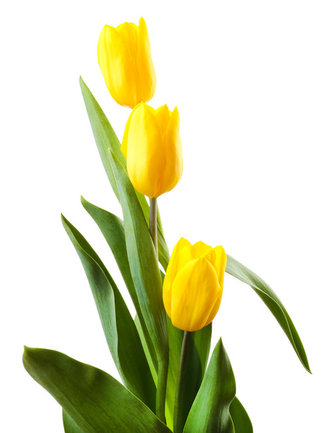 Beautiful tulips isolated on white - 写真・画像