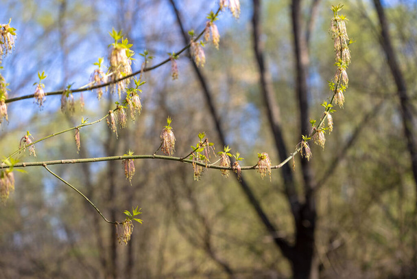 Το λουλούδι του Acer negundo, το κουτί παλαιότερο, boxelder σφενδάμου, Manitoba σφενδάμου ή τέφρα-φύλλα σφενδάμου,  - Φωτογραφία, εικόνα