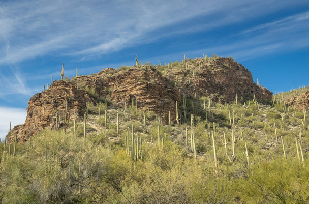 Hermoso paisaje del desierto de Arizonia - Foto, Imagen