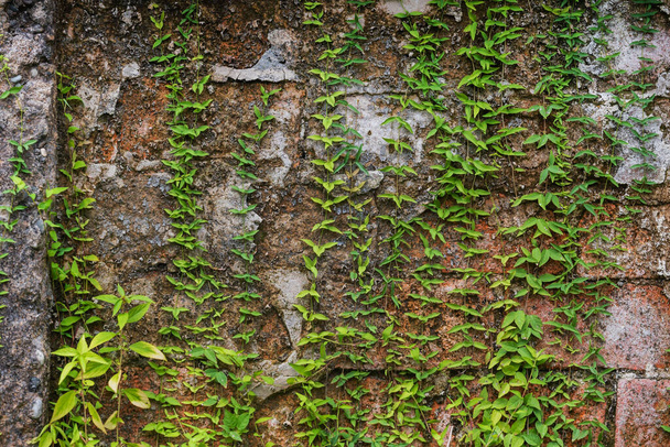 Old medieval wall covered by ivy - Fotoğraf, Görsel
