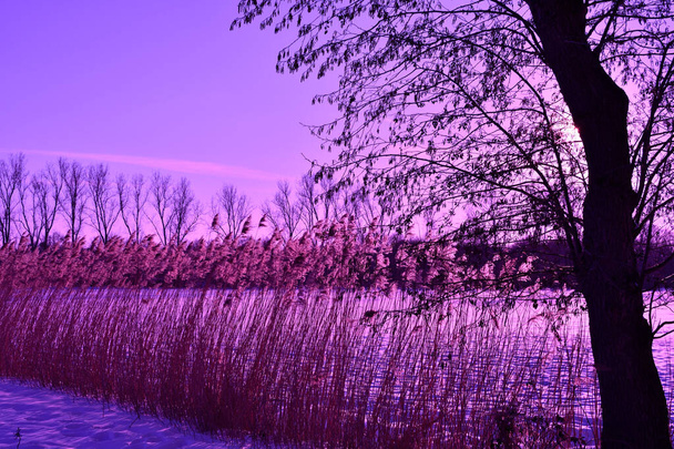 Puesta de sol en el bosque con árboles y cañas de ribera siluetas por un cielo violeta - Foto, Imagen