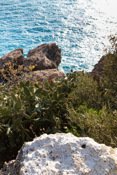 Natural Mediterranean rock, plants and sea in summer and sunny day. Selective focus on green plants.  - Φωτογραφία, εικόνα