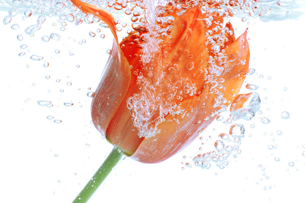 Flower in sparkling water - Foto, afbeelding