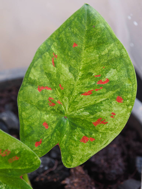 caladium bicolore qeen de feuilles colorées et la varité des feuilles  - Photo, image
