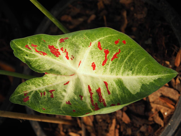 біколор кальцію листя різнокольоровий і різноманітність листя
  - Фото, зображення