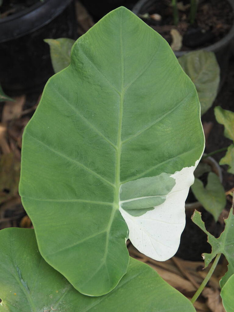 caladium bicolore qeen de feuilles colorées et la varité des feuilles  - Photo, image