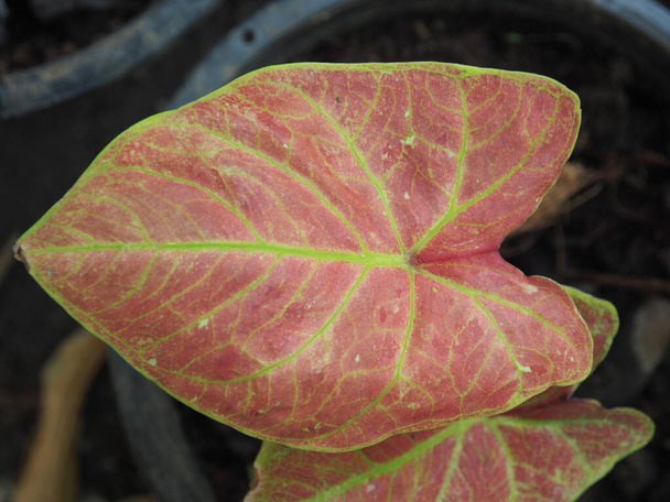 биколор каладия Цин листьев цветных и разноцветных листьев  - Фото, изображение