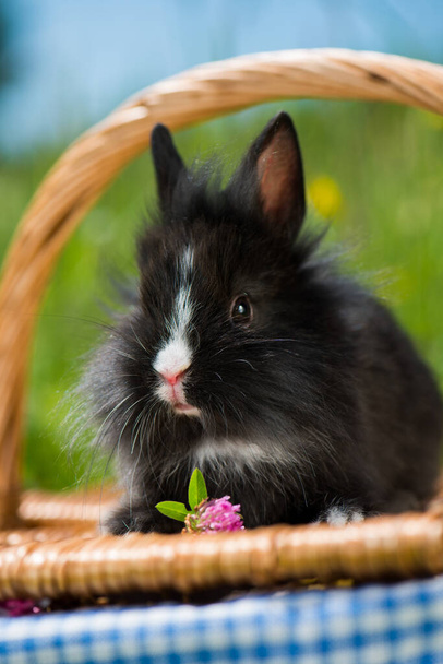 Genç cüce tavşan çayırda - Fotoğraf, Görsel