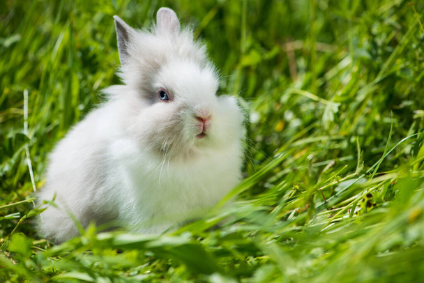 Giovane coniglio nano in un prato - Foto, immagini