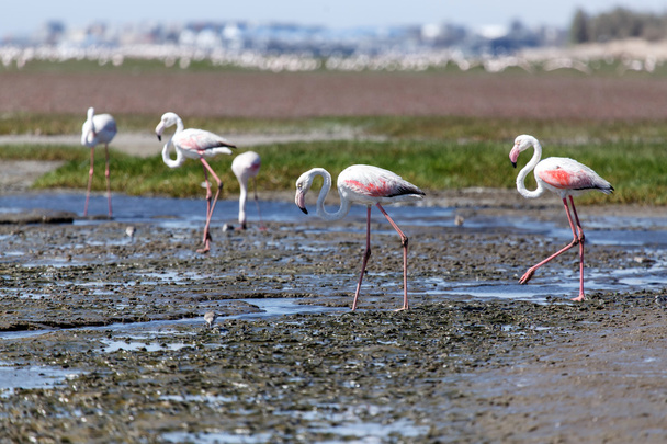 Flamingo - Namibia - Zdjęcie, obraz