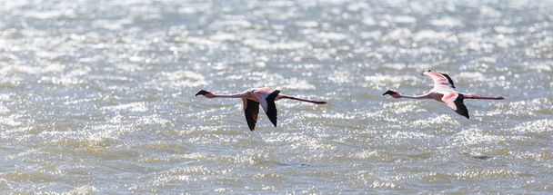 Flamingo latające - namibia - Zdjęcie, obraz