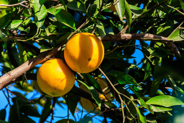 Плоды апельсина висят на ветвях деревьев в саду - Фото, изображение