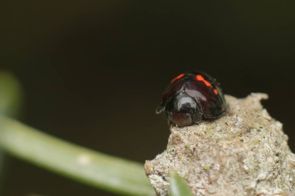 petite bruyère Chilocorus bipustulatus - Photo, image