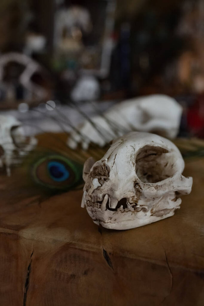 Nature morte avec crâne de chat et plume de paon. Halloween et magie nature morte. - Photo, image
