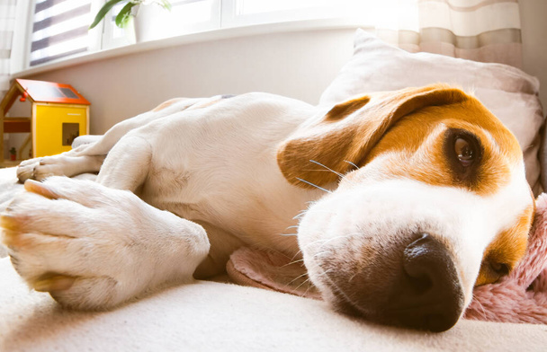 Beagle σκυλί κουρασμένος κοιμάται σε ένα άνετο καναπέ στο καθιστικό - Φωτογραφία, εικόνα