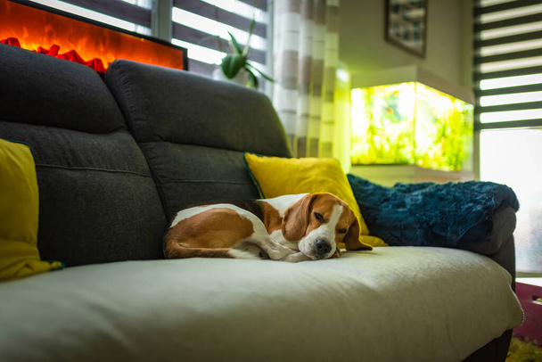 Beagle σκυλί κουρασμένος κοιμάται σε ένα άνετο καναπέ στο καθιστικό - Φωτογραφία, εικόνα
