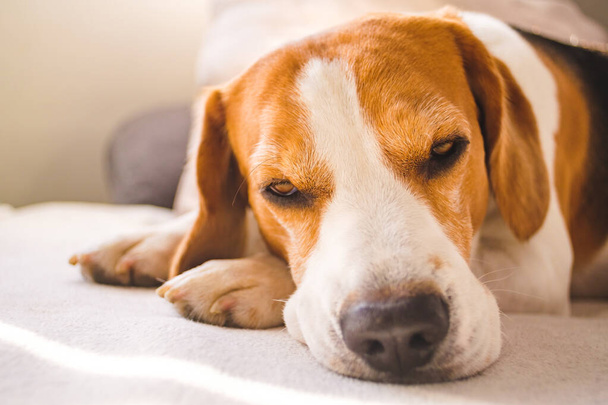 Beagle koira väsynyt nukkuu kodikas sohva olohuoneessa - Valokuva, kuva