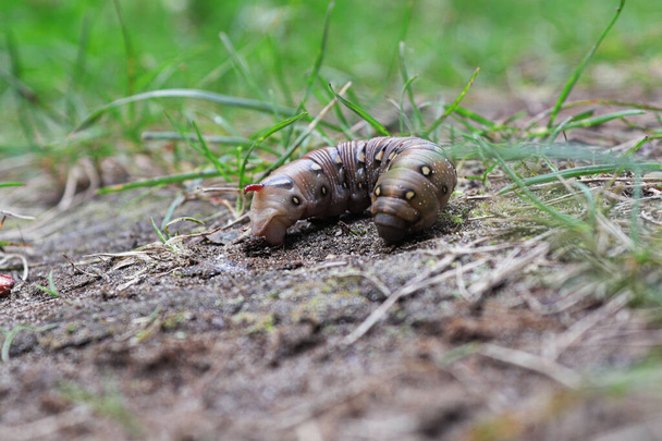 Closeup of a Bedstraw Hawkmoth caterpillar on the ground - Photo, Image