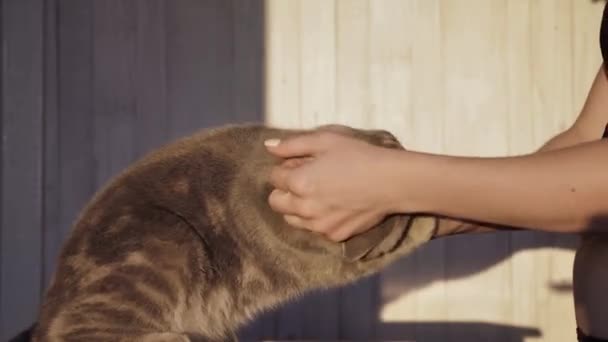 Обыкновенная кошка - Кадры, видео