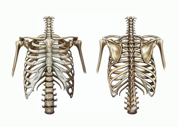 Huesos del pecho y la cintura del hombro, esqueleto humano, costillas, esternón, clavícula y escápula, vista frontal y posterior, imagen aislada sobre un fondo blanco - Foto, Imagen