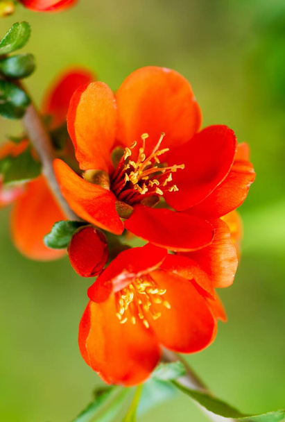 Kwiat pigwy (Chaenomeles speciosa, chińska lub japońska pigwa, zhou pi mugua) - Zdjęcie, obraz