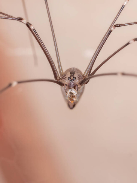 Araña Celular Adulta de la Familia Pholcidae - Foto, Imagen