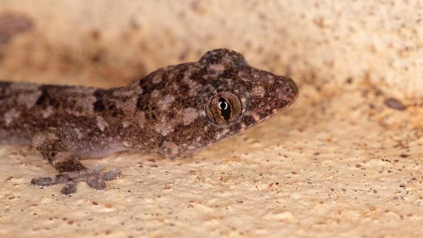 casa cosmopolita gecko da espécie Hemidactylus mabouia - Foto, Imagem