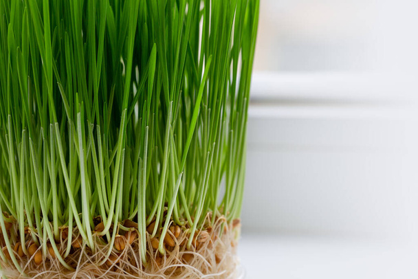 Grass for pets on the windowsill - Photo, Image