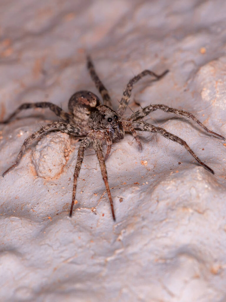 Маленький волчий паук семейства Lycosidae - Фото, изображение