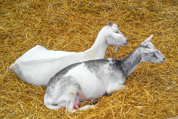 İki keçi samanlıkta yan yana yatıyor. Özel bir çiftlikteki çiftlik hayvanları - Fotoğraf, Görsel