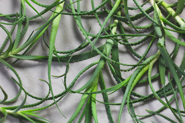Świeże liście aloesu. Roślina lecznicza - Zdjęcie, obraz