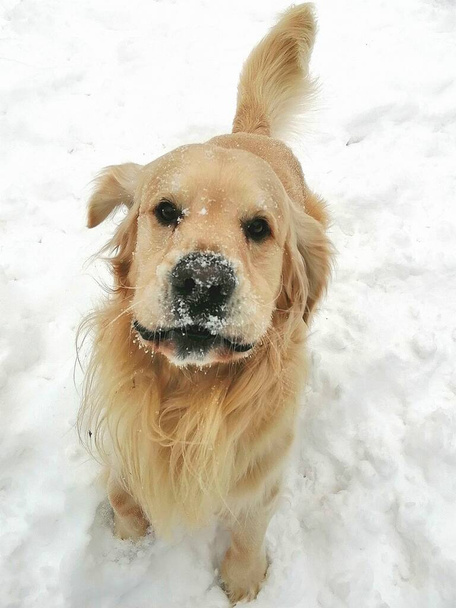 Snow dog with a snout covered with snow. Cheerful, cute snow-strewn Golden Retriever shows joy, makes fun in the snow and grimaces.  - Photo, Image