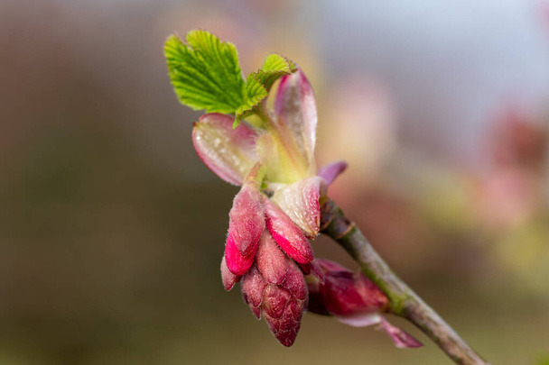 Macro shot of buds on a red currant (ribes sanguineum) shrub - Photo, Image
