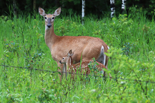 A doe and a young fawn stand in the grass - Photo, Image