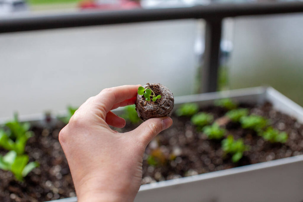 A person holds up a little plant in a peat pellet that is ready to be transplanted into a patio garden planter. The little germinated seed sprouts have grown and need to be planted in soil.  - Photo, Image