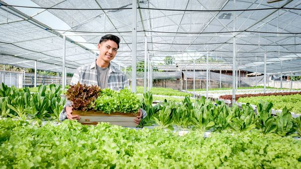 Rolnik zbiera sałatkę organiczną warzywną, sałatę z gospodarstwa hydroponicznego. - Zdjęcie, obraz