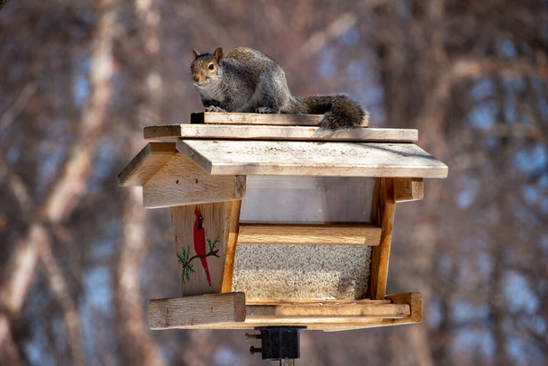 Közelkép egy szürke mókusról, aki egy pórsáfránymadáretető tetején ül, és a kamerába néz. - Fotó, kép