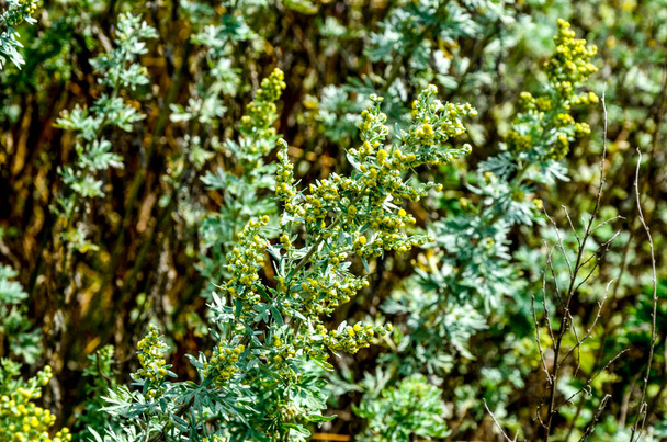 ajenjo (Artemisia). ajenjo hojas y flores.ajenjo Artemisia absinthium en el jardín. Planta de ajenjo utilizada para la medicina herbal. - Foto, imagen